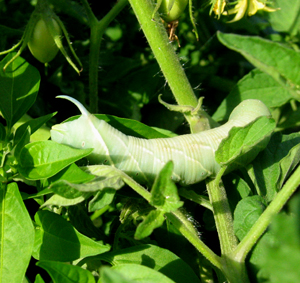 Chenille du sphinx de la tomate